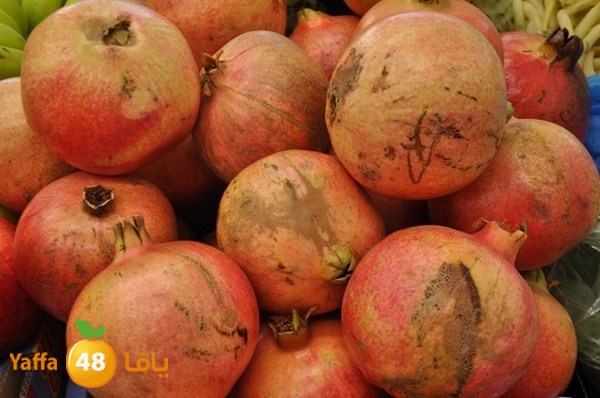 souq gan temar (23).JPG